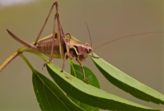 cavalletta, locusta,  su ramoscello