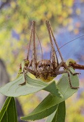 cavalletta, locusta,  su ramoscello