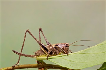 cavalletta, locusta, su ramoscello