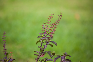 sweet basil in garden