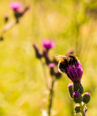 Hummel auf Distel2