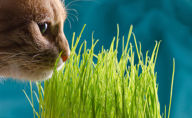 Obraz premium cat eats grass.