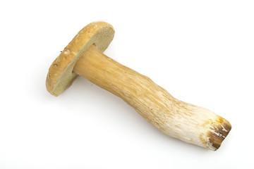 Mushrooms on the white background