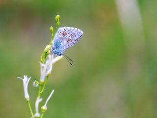 Gossamer Winged Butterfly