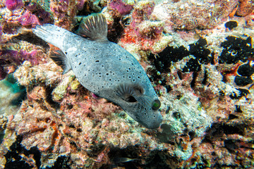 colorful ball puffer fish on the reef background © Andrea Izzotti