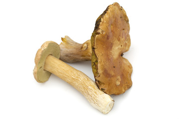 Mushrooms on the white background