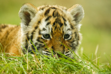 Nieuwsgierige tijger welp