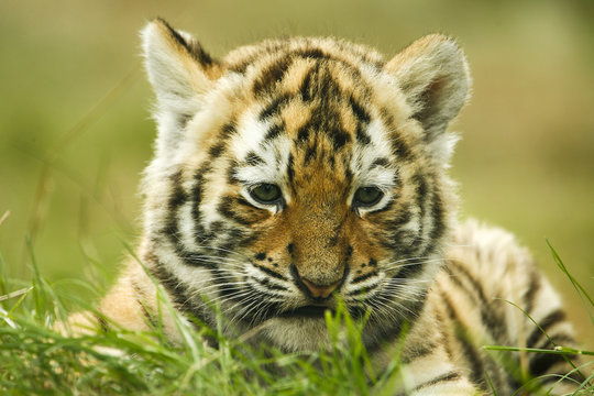 Cute tiger cub lying in the grass / Siberische tijger welp.