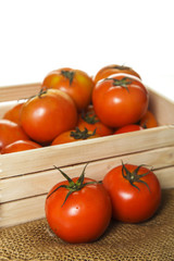 Tomato