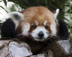 Fototapeta premium close-up portrait of a red panda