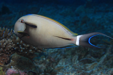 Fototapeta na wymiar Epaulette surgeonfish (Acanthurus nigricauda) underwater in the coral reef 