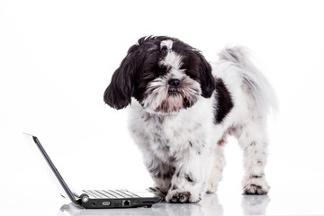 Dog with laptop.