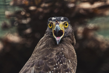 Close up Hawk
