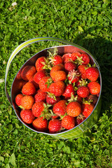 Strawberries in a basket.  bowl of fresh strawberries on grassy