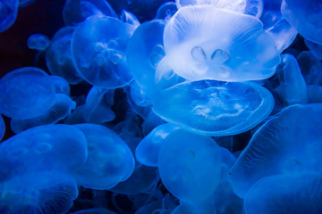 jellyfish on a blue background