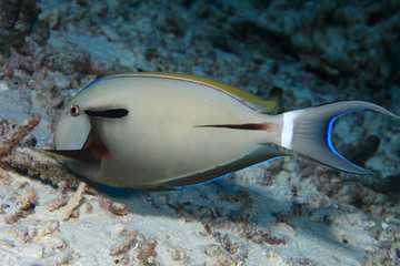 Epaulette surgeonfish (Acanthurus nigricauda) 