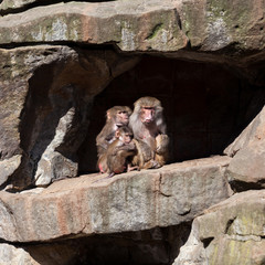monkey family.  Hamadryas Baboon