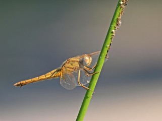 Weibliche Feuerlibelle (Crocothemis erythraea)