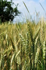 Weizenfeld mit Ähren im Sommer mit blauem Himmel