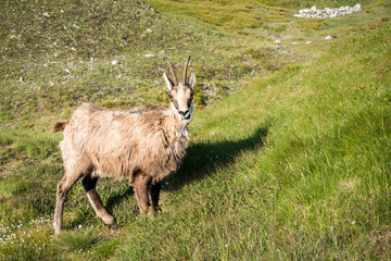 Naklejka premium Wild chamois on the mountain meadow