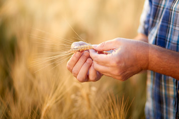 Hands of male farmer checking wheat grain