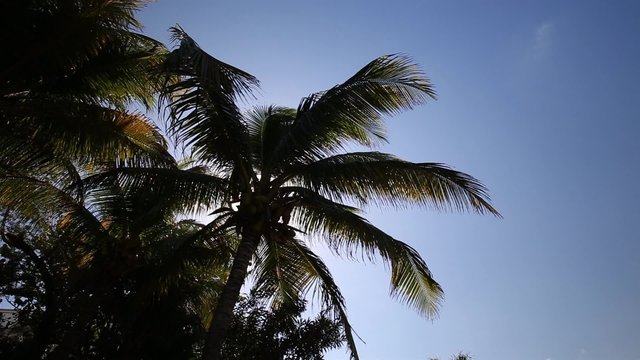 Silhouette of palm tree on  sky background
