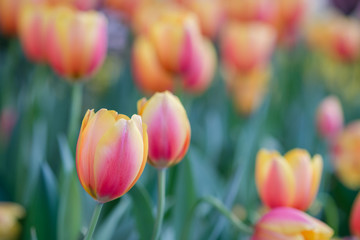 Beautiful tulips