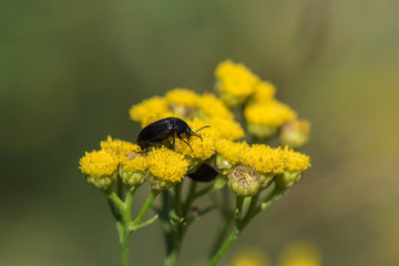 Black beetle on yellow flowers