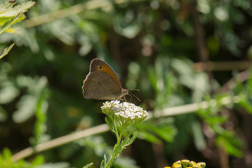 Butterfly on white flower drinking nectar