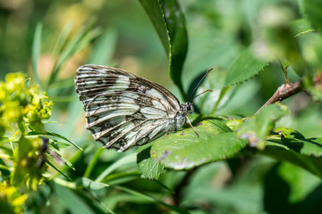Butterfly, Bariatrica on a green leaf