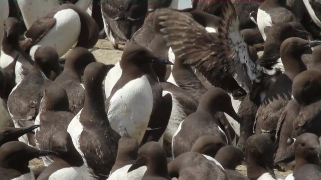 uria isole farne scozoa