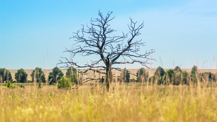 Samotne drzewo © radwoj