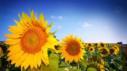 beautiful sunflowers
