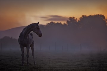 Obraz na płótnie Canvas Horse at dusk