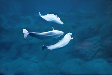 Beluga whales diving in deep water