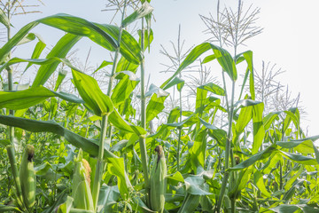 トウモロコシ畑