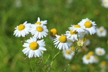 Camomile flowers in a sunny day
