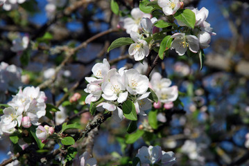 Beautiful apple tree flowers