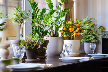 Empty glasses set in restaurant on floral background