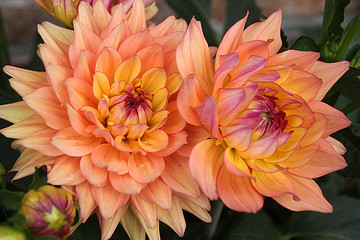 Dahlia pacifique océan