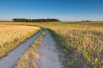Landscape of corn field at summer sunset