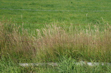 Feld