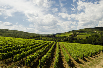 Fototapeta na wymiar wine in Italy, Tuscany region of large manufacturers