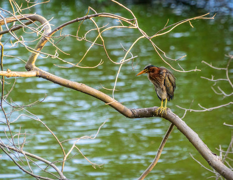 Green-Backed Heron