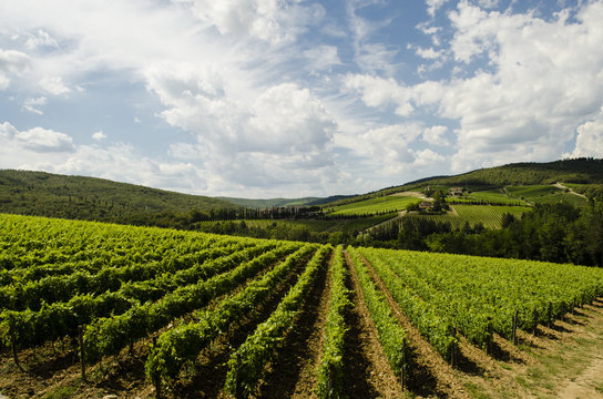 wine in Italy, Tuscany region of large manufacturers