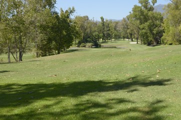 Fototapeta na wymiar Trees in golf course