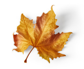 colorful autumn maple leaf