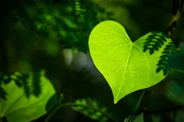 Foto op Canvas Heart leaf © patpitchaya