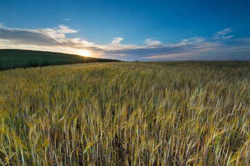 Landscape of corn field at summer sunset © milosz_g