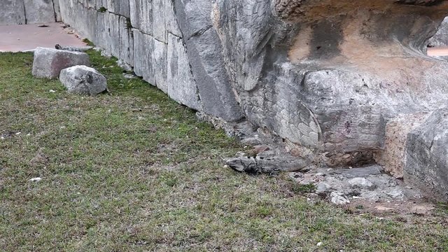 Iguana Closeup near Chichen Itza pyramid, Yucatan, Mexico
